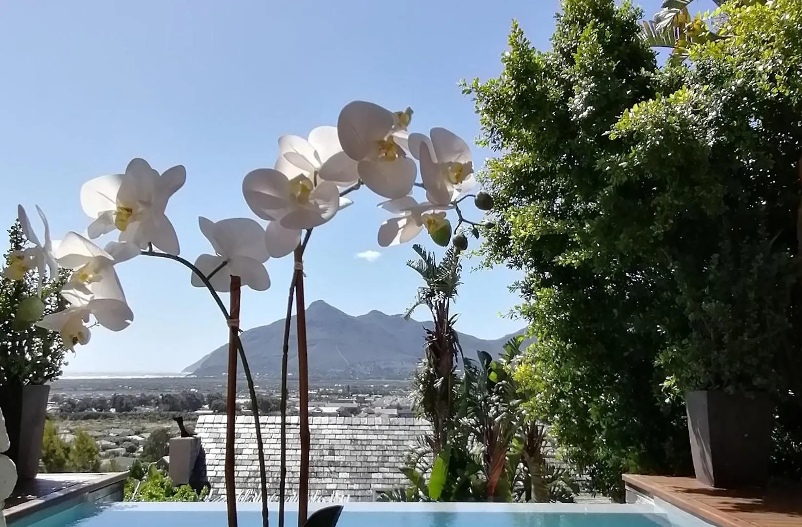 African Violet - Terraces Noordhoek